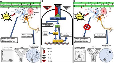 Contributions of Interleukin-1 Receptor Signaling in Traumatic Brain Injury